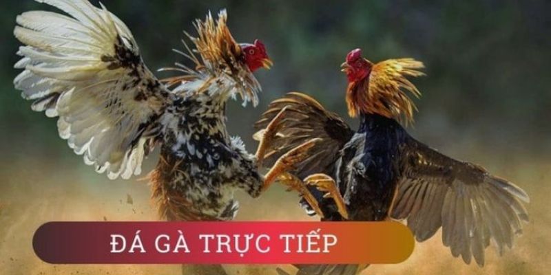 Giới thiệu vài nét về hình thức cá cược đá gà trực tiếp