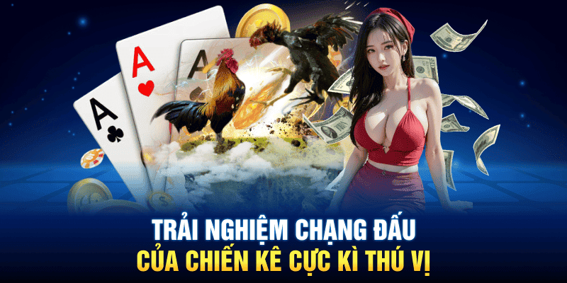 Trải nghiệm chạng đấu của chiến kê cực kì thú vị